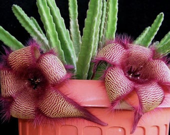 Stapelia Hirsuta; Starfish Flower Cactus Cutting