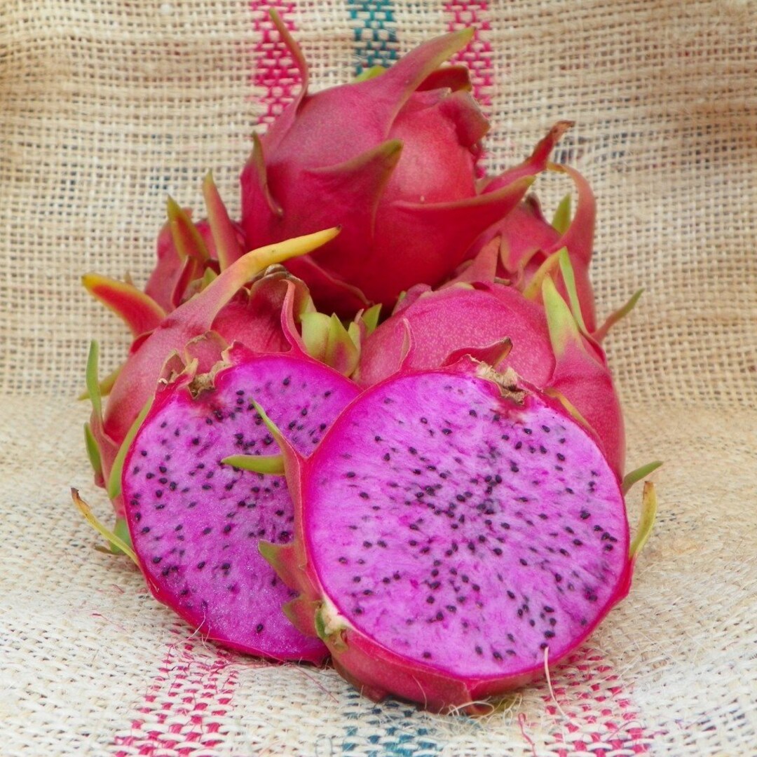 Dragon Fruit Plant physical Graffiti Purple/pink - Etsy