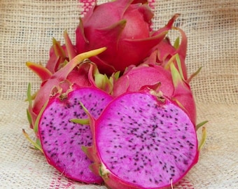 Dragon Fruit Plant "Physical Graffiti" Purple/Pink Fruit