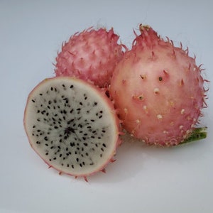 Dragon Fruit Cutting &quot;Queen Of The Night&quot; White