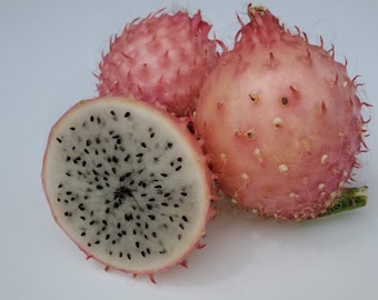Dragon Fruit Cutting &quot;Queen Of The Night&quot; White