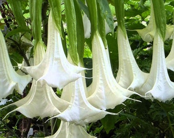 Angel Trumpet White Flower Cutting Brugmansia Suaveolens