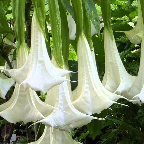 Angel Trumpet Cuttings Etsy