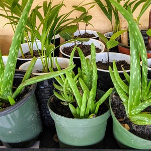 Two Aloe Plants; Aloe Vera; Rooted