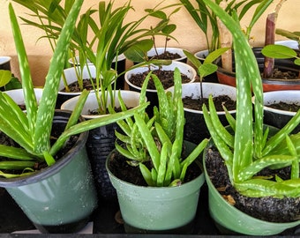 Two Aloe Plants; Aloe Vera; Rooted