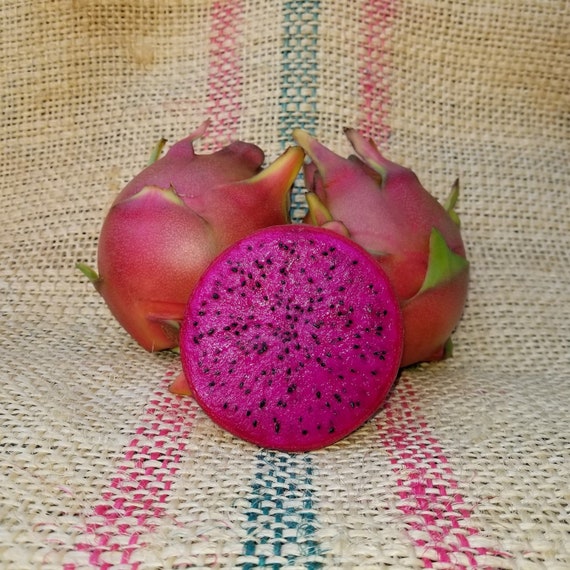 Shayna dragon fruit