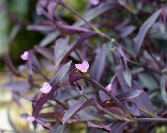 Tradescantia Pallida, Purple Secretia, Purple Heart, Purple Queen Rooted Succulent Plant
