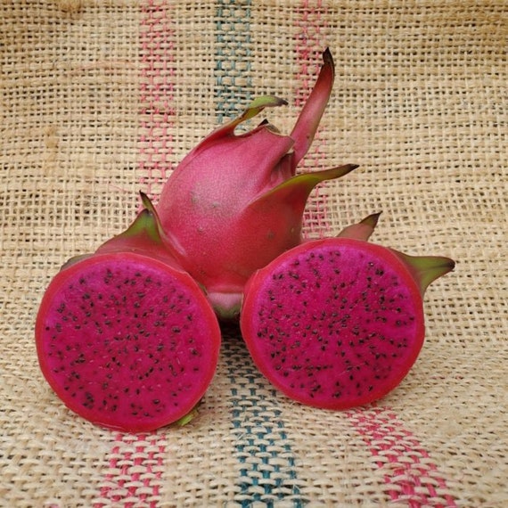 Mr. Woo dragon fruit