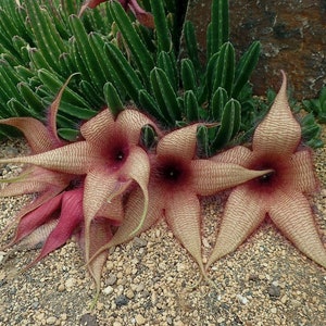 Stapelia Gigantea Starfish Flower Cactus Cutting Giant image 1