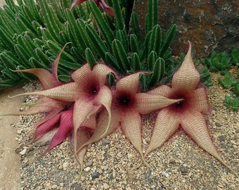 Stapelia Gigantea; Starfish Flower Cactus Cutting Giant