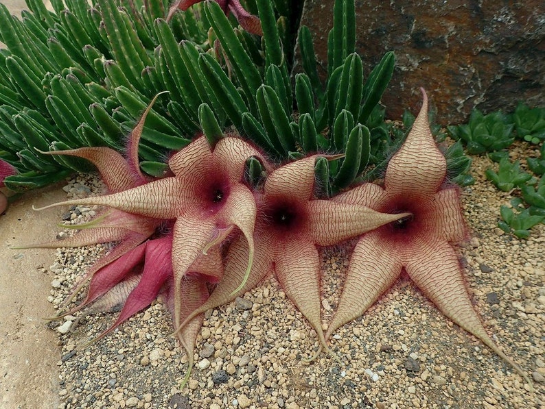 Stapelia Gigantea Starfish Flower Cactus Cutting Giant image 1