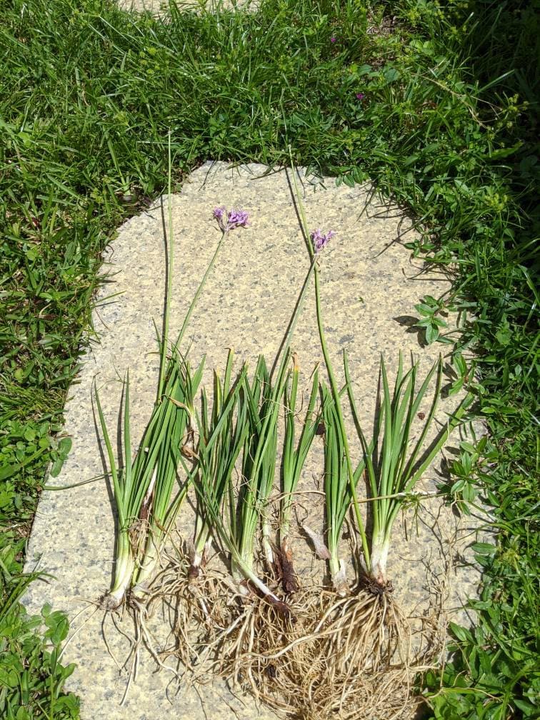 Society Garlic 4 Bulbs