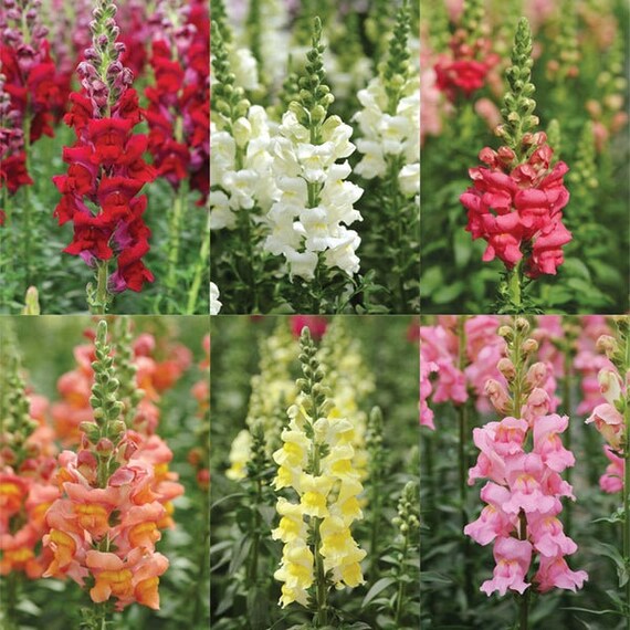 Snapdragon Antirrhinum Plug Size Etsy