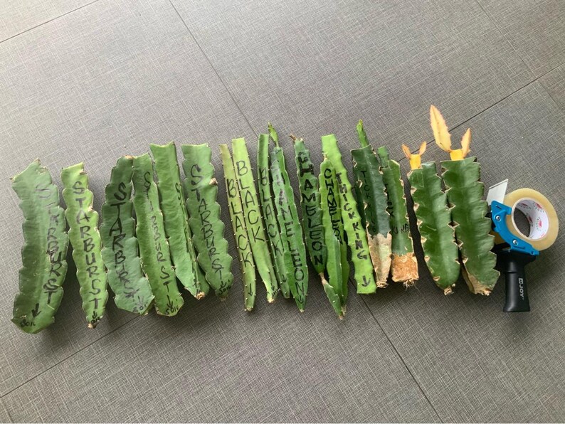 Black Dragon Dragon Fruit Cutting Etsy