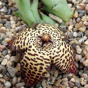 Orbea Speciosa; Starfish Flower Cactus Cutting