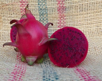 Dragon Fruit Plant "Bloody Mary" Red Fruit