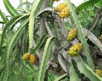 Planta de corte de pitahaya "Palora" Fruto amarillo Blanco por dentro
