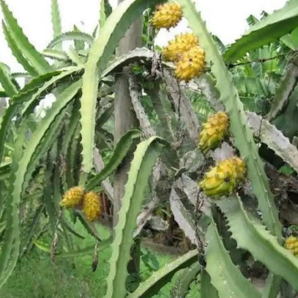 Dragon Fruit Cutting Plant "Palora" Yellow Fruit White Inside