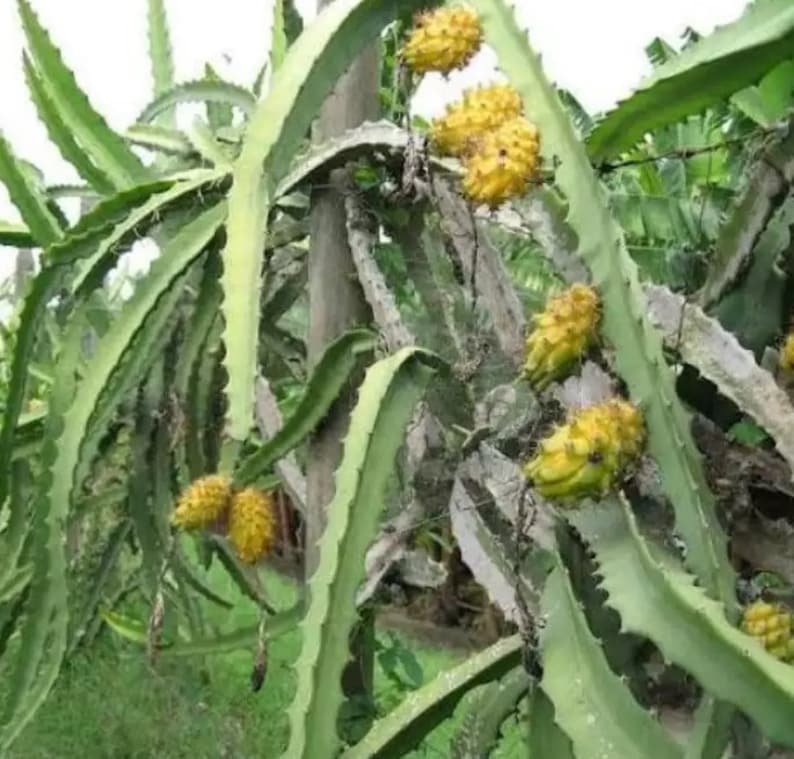 Dragon Fruit Cutting Plant Palora Yellow Fruit White Inside image 1