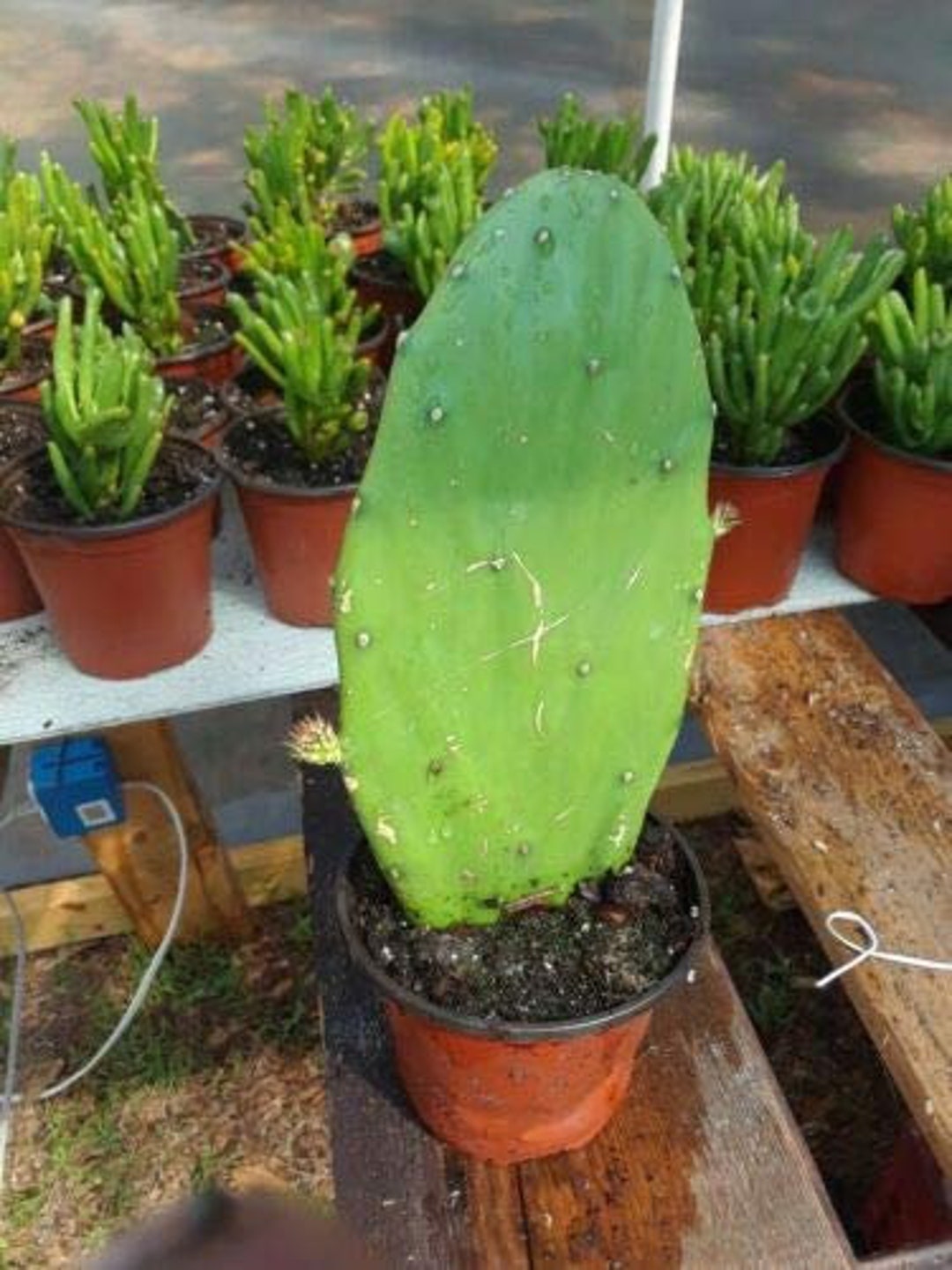 Nala ナラ　Cactus all in one Nala ナラ Cactus all in one Opuntia Ficus-indica 'burbank