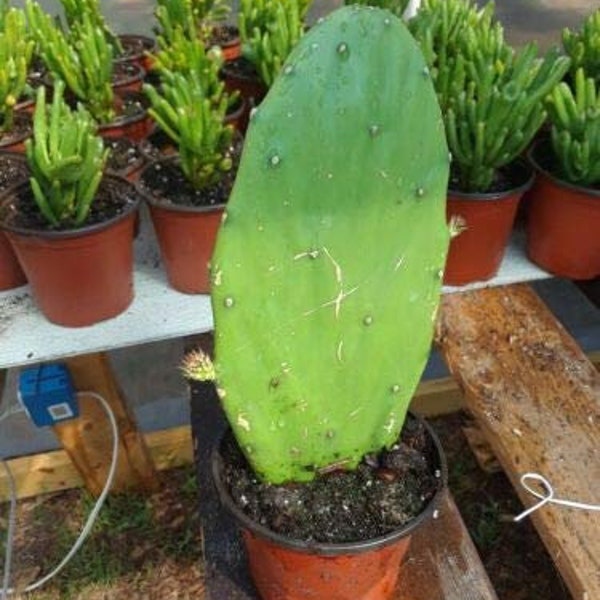 Spineless Prickly Pear Cactus ( Pink Flower ) Cochenillifera Edible!