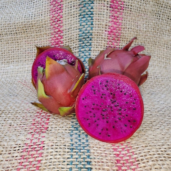 American Beauty dragon fruit
