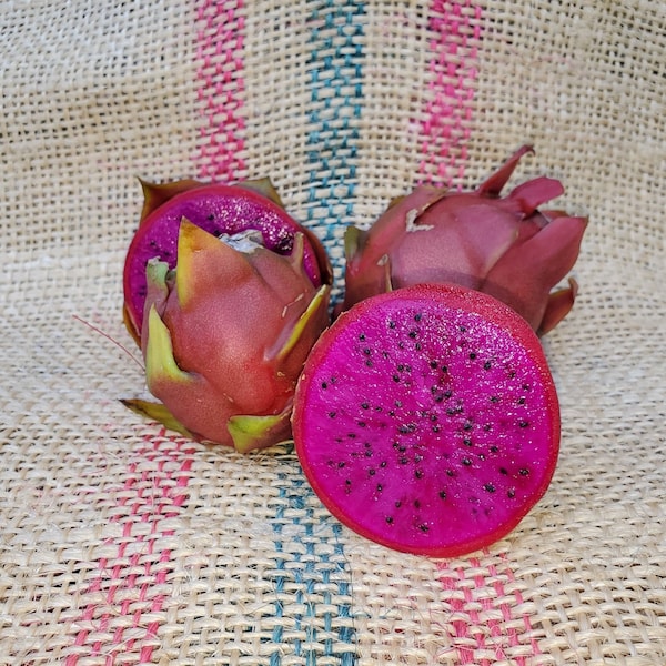 Drakenfruitplant "American Beauty" Donkerroze fruit