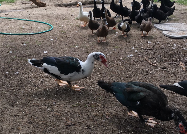 12 fertile Muscovy duck eggs for hatching