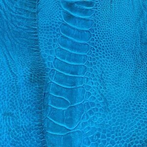 5 Ostrich Legs Leathers  Turchese Color Grade B in one bundle