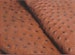 Ostrich Hide Leather Cinnamon Color (Maddog) (%100 Genuine Natural Skin ) 