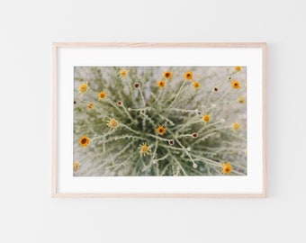 Joshua Tree Wall Art, California Wall Art, Fine Art Prints, Minimalist Wall Art Print, Modern Wall Decor, Flowers, Desert, Botanical Print