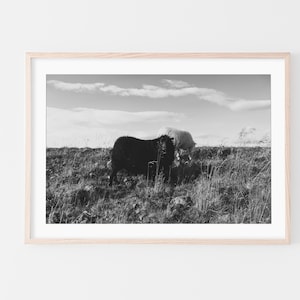 Iceland Wall Art, Icelandic Black Sheep, Fine Art Print, Minimalist Wall Art Print, Modern Scandinavian Wall Decor, Black & White