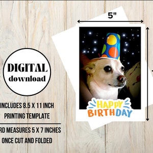 Chihuahua de cumpleaños