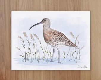 Curlew Wildlife Art Print, A4 or 8x6