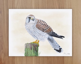 Kestrel Wildlife Art Print, A4 or 8x6