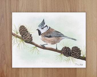 Crested Tit Wildlife Art Print, A4 or 8x6