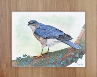 Sparrow Hawk Wildlife Art Print, A4 or 8x6