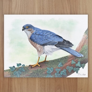 Sparrow Hawk Wildlife Art Print, A4 or 8x6 image 1