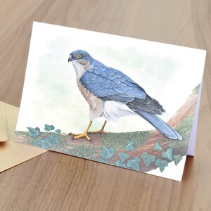 Cartão de cumprimentos em branco Sparrow Hawk - Vida Selvagem Britânica
