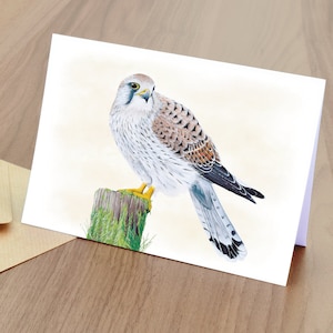 Cartão de cumprimentos em branco Kestrel - Vida Selvagem Britânica