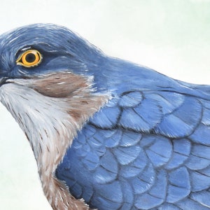 Sparrow Hawk Wildlife Art Print, A4 or 8x6 image 2