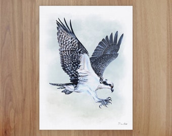 Osprey Wildlife Art Print, A4 or 8x6