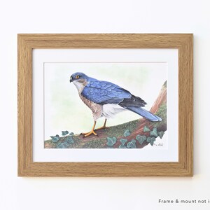 Sparrow Hawk Wildlife Art Print, A4 or 8x6 image 4