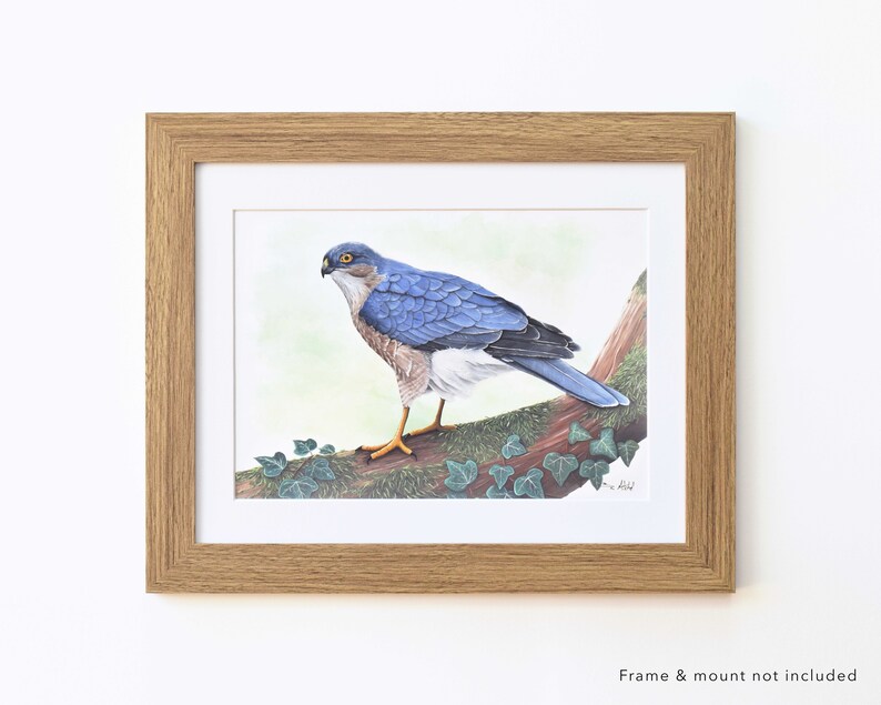 Sparrow Hawk Wildlife Art Print, A4 or 8x6 image 4