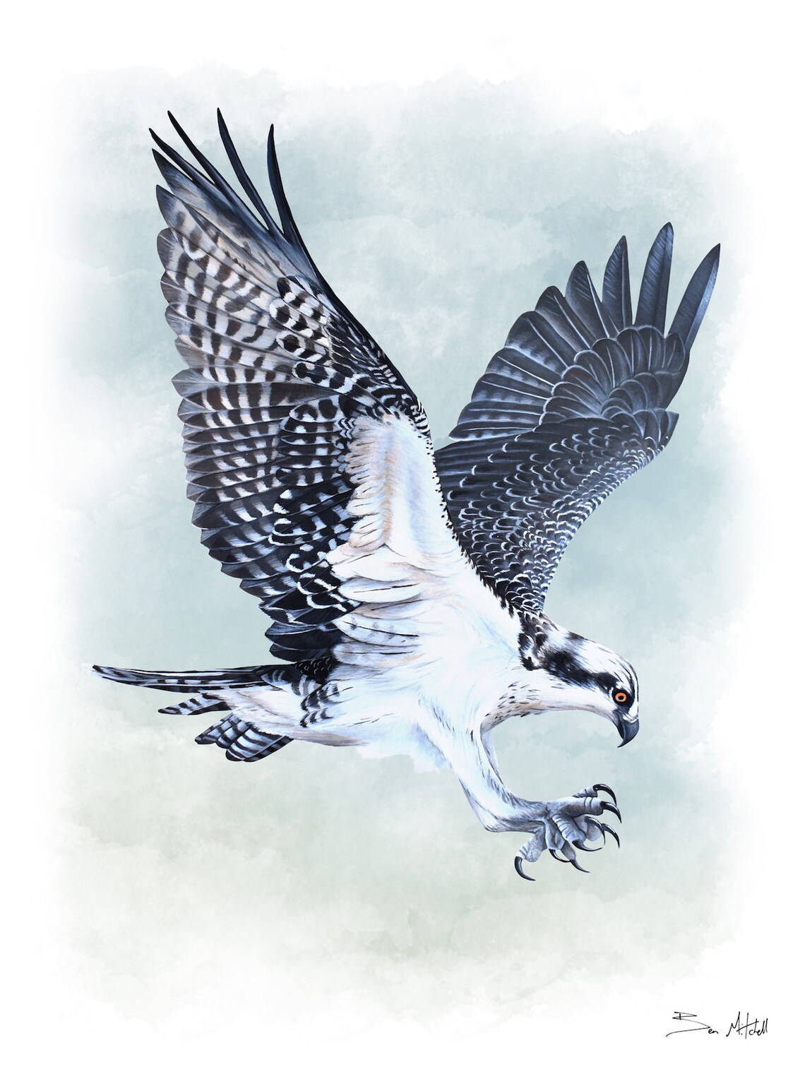 Osprey Wildlife Art Print, A4 or 8x6 - Etsy