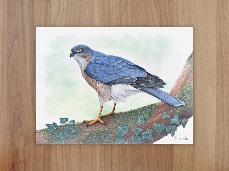 Sparrow Hawk Wildlife Art Print, A4 or 8x6 image 1