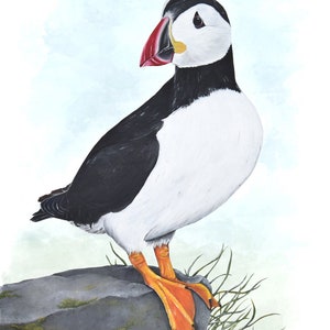 Puffin Wildlife Art Print, A4 or 8x6 image 3