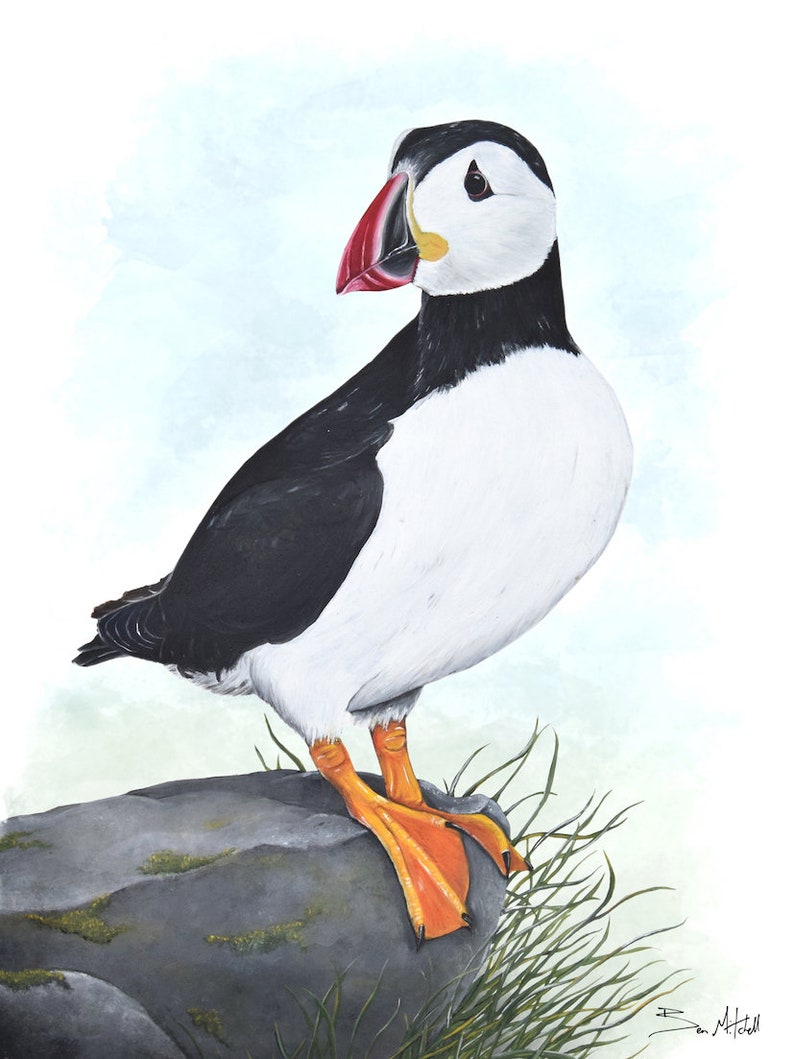 Puffin Wildlife Art Print, A4 or 8x6 image 3