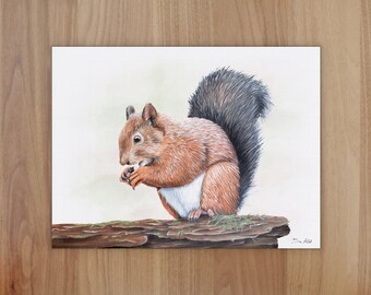 Red Squirrel Wildlife Art Print, A4 or 8x6