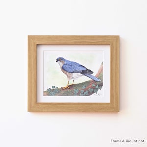 Sparrow Hawk Wildlife Art Print, A4 or 8x6 image 5